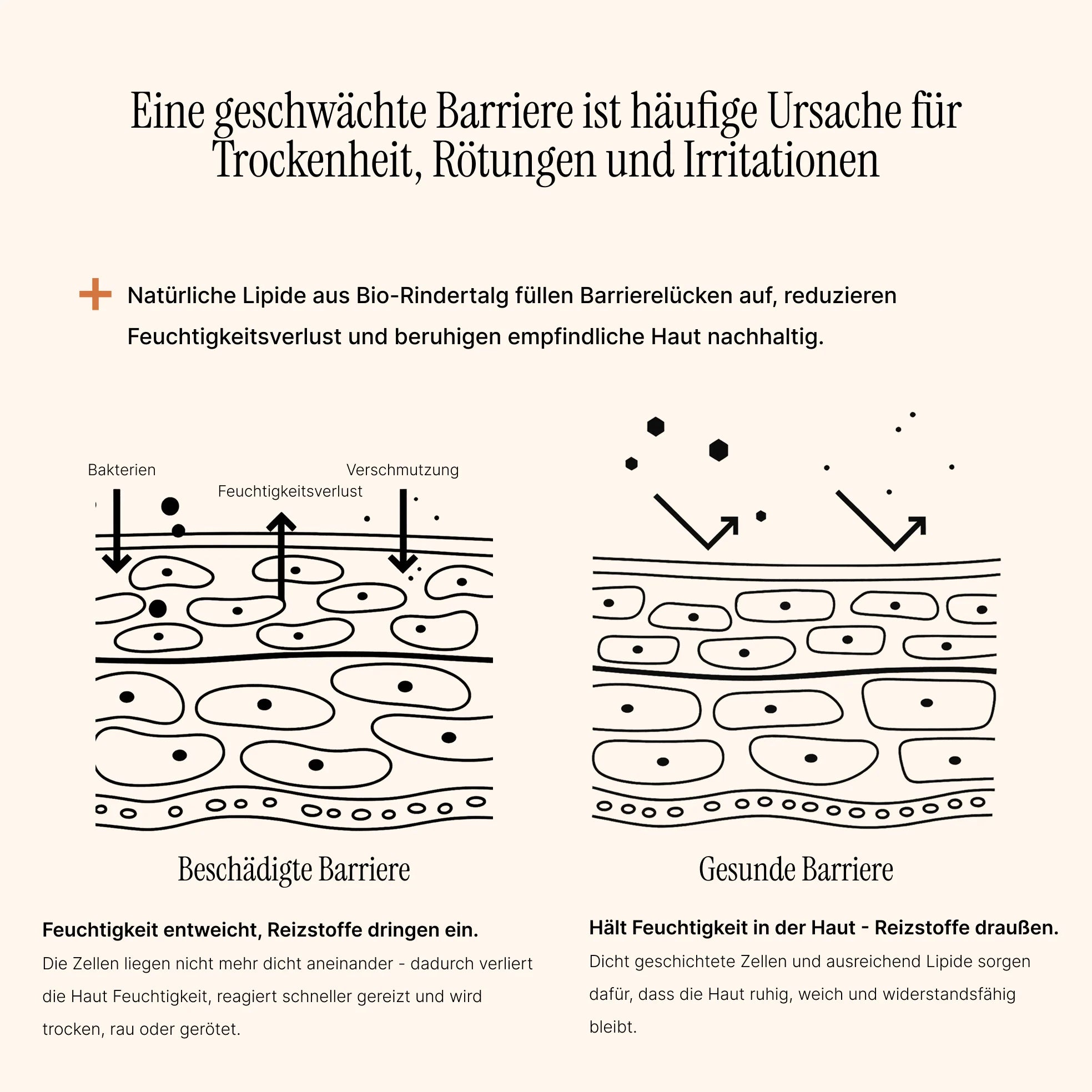 Essential Moisturizer – Barrier Restore Cream 60 Tage Skin Reset - AlmaSkin